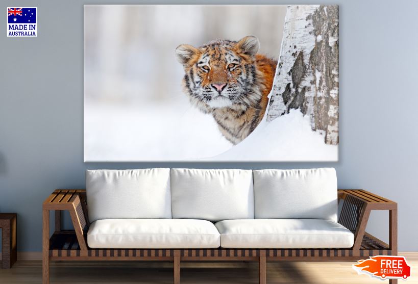 Tiger in Snow Forest Portrait Photograph Print 100% Australian Made