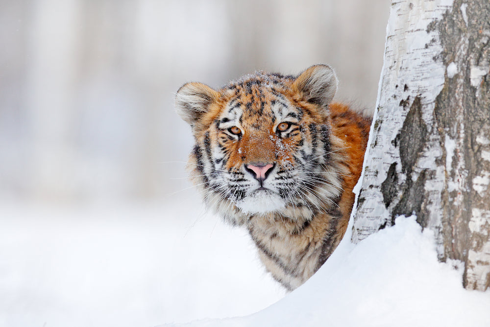 Tiger in Snow Forest Portrait Photograph Print 100% Australian Made