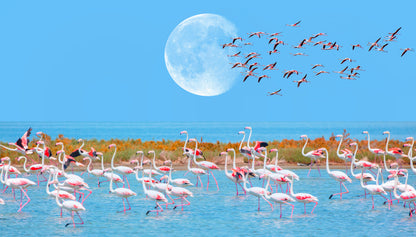 Flemingo Birds walking on a Lake Photograph Print 100% Australian Made