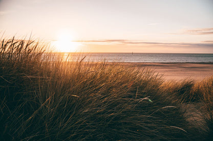 Grass on Sea Shore Sunset View Home Decor Premium Quality Poster Print Choose Your Sizes
