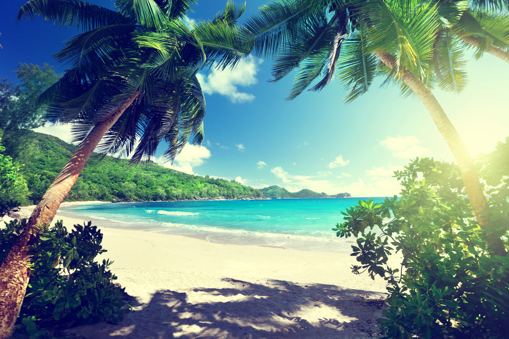 Stunning Beach View with Trees Photograph Print 100% Australian Made