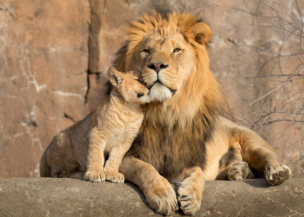 Lion & Cub Portrait Photograph Print 100% Australian Made