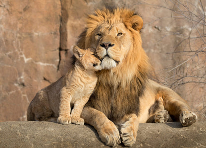 Lion & Cub Portrait Photograph Print 100% Australian Made