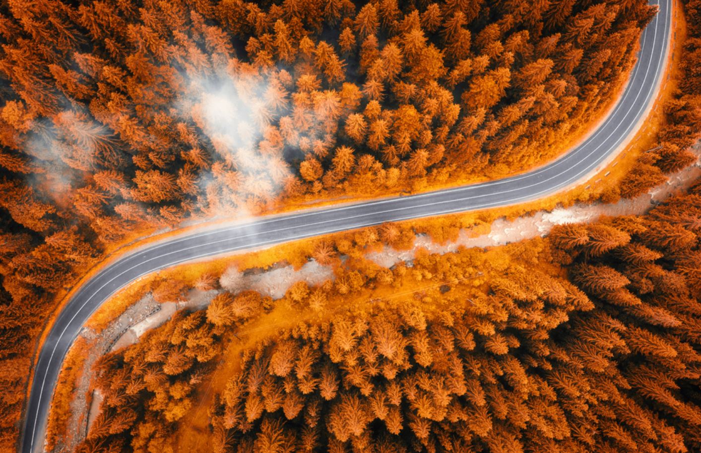 Road in Pine Tree Forest Aerial Print 100% Australian Made