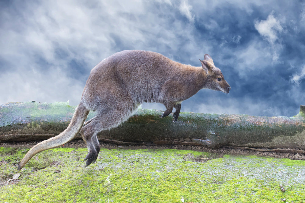 Kangaroo Hoping in a Meadow Print 100% Australian Made