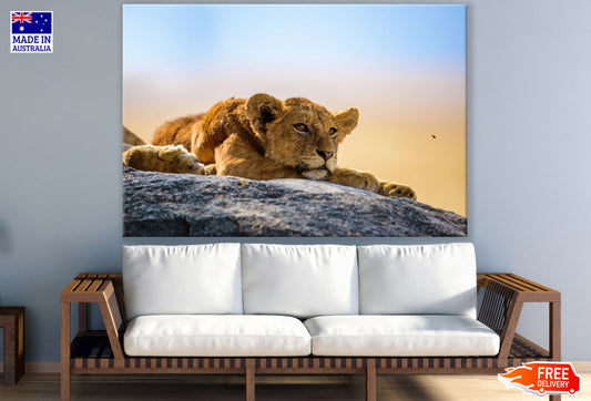 Lion Cub on a Rock Photograph Print 100% Australian Made