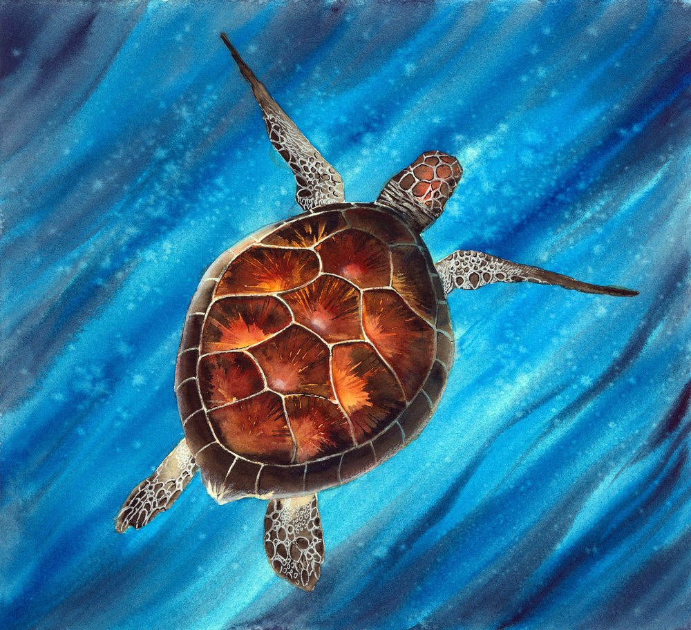 Square Canvas Turtle Watercolor Painting High Quality Print 100% Australian Made