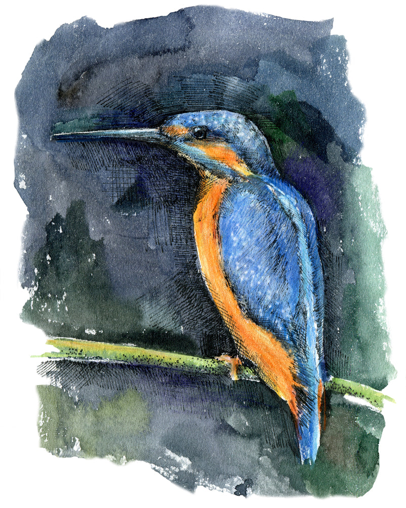 Kingfisher Bird Watercolor Painting Print 100% Australian Made