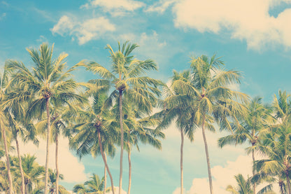 Palm Trees at Sunset Photograph Home Decor Premium Quality Poster Print Choose Your Sizes