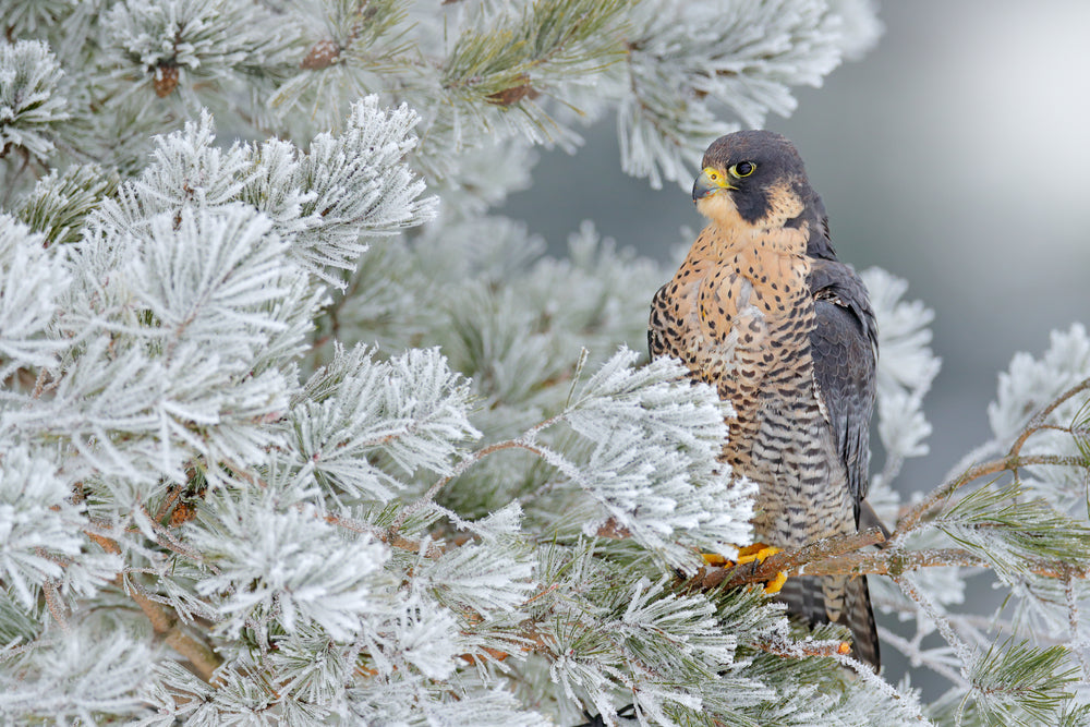 Falcon on a Tree Photograph Print 100% Australian Made
