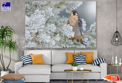 Falcon on a Tree Photograph Print 100% Australian Made