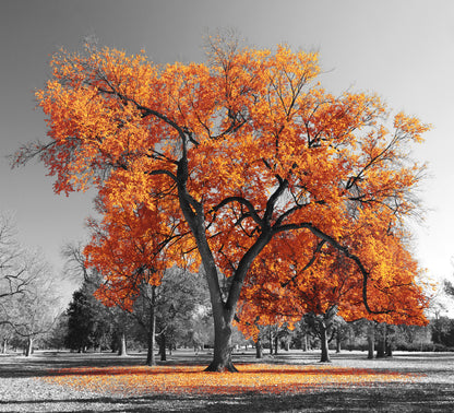 Square Canvas Autumn Tree & B&W Background Photograph High Quality Print 100% Australian Made