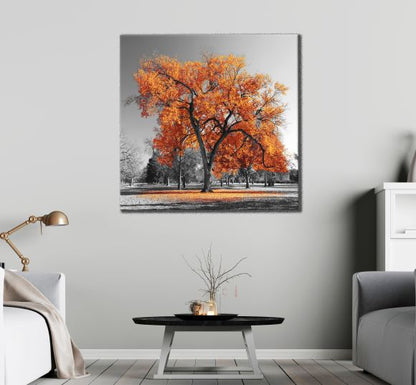 Square Canvas Autumn Tree & B&W Background Photograph High Quality Print 100% Australian Made