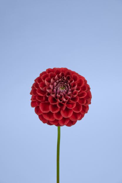 Red Large Round Chrysanthemum Flower Photograph Print 100% Australian Made