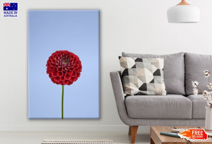 Red Large Round Chrysanthemum Flower Photograph Print 100% Australian Made