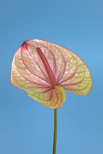 Anthurium Flower Closeup Photograph Print 100% Australian Made