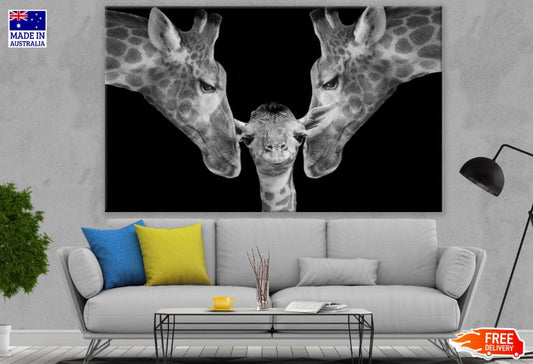 Giraffe Pair & Baby Portrait B&W Photograph Print 100% Australian Made