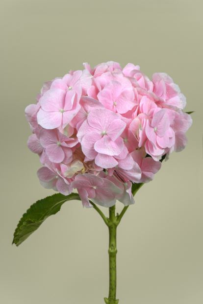 Pink Hydrangea Flowers Plant Photograph Print 100% Australian Made