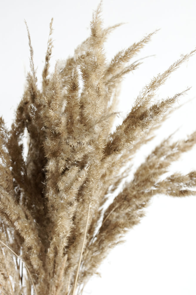 Dry Grass Closeup Photograph Print 100% Australian Made