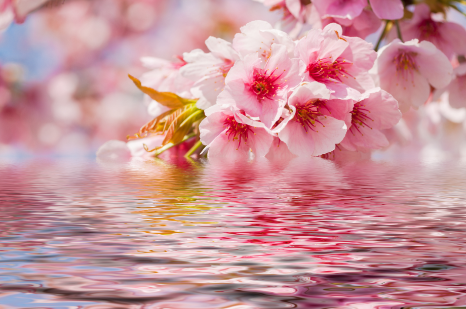Blossom Flowers Closeup View Home Decor Premium Quality Poster Print Choose Your Sizes