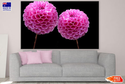 Pink Dahlia Flowers Photograph Print 100% Australian Made