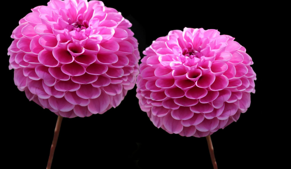 Pink Dahlia Flowers Photograph Print 100% Australian Made