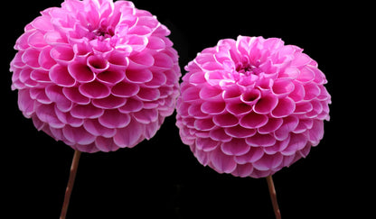 Pink Dahlia Flowers Photograph Print 100% Australian Made