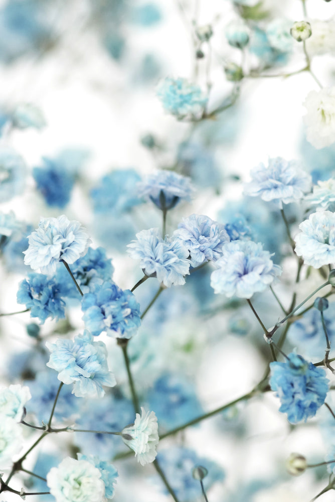 Blue Flower Branch Photograph Print 100% Australian Made