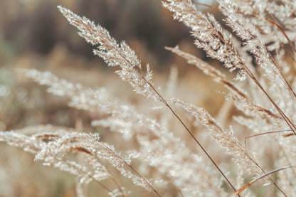 Grass Closeup Photograph Print 100% Australian Made