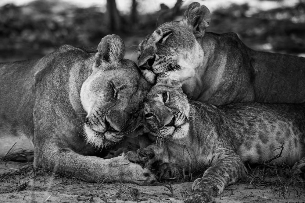 Lions Love B&W Photograph Print 100% Australian Made