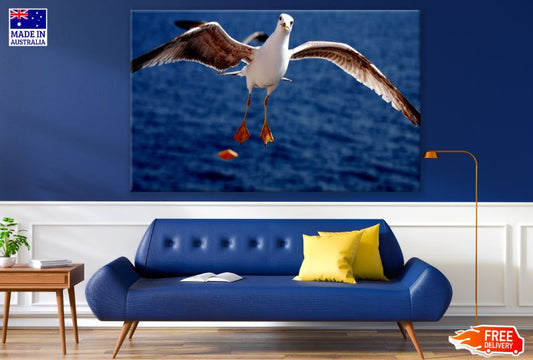 Flying Seagull Bird Closeup Photograph Print 100% Australian Made