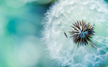 Dandelion Flower Closeup Photograph Print 100% Australian Made