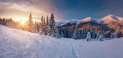 Panoramic Canvas Pine Forest Sunrise View Photograph High Quality 100% Australian made wall Canvas Print ready to hang