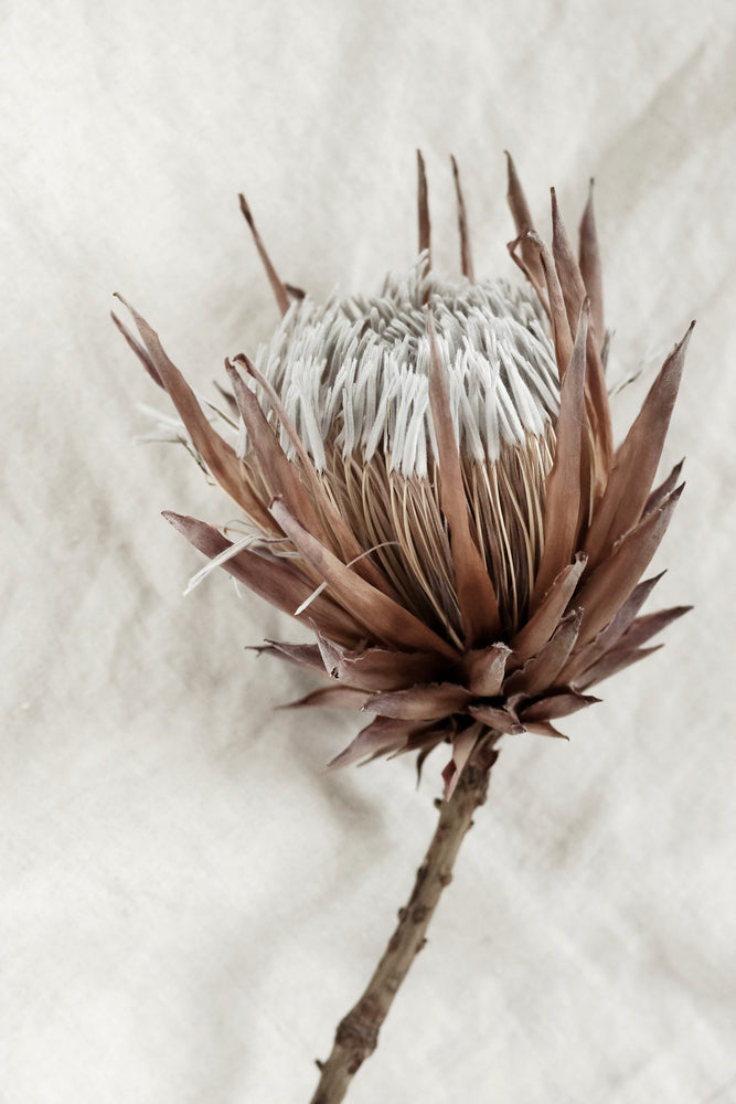 Flower Closeup Photograph Print 100% Australian Made