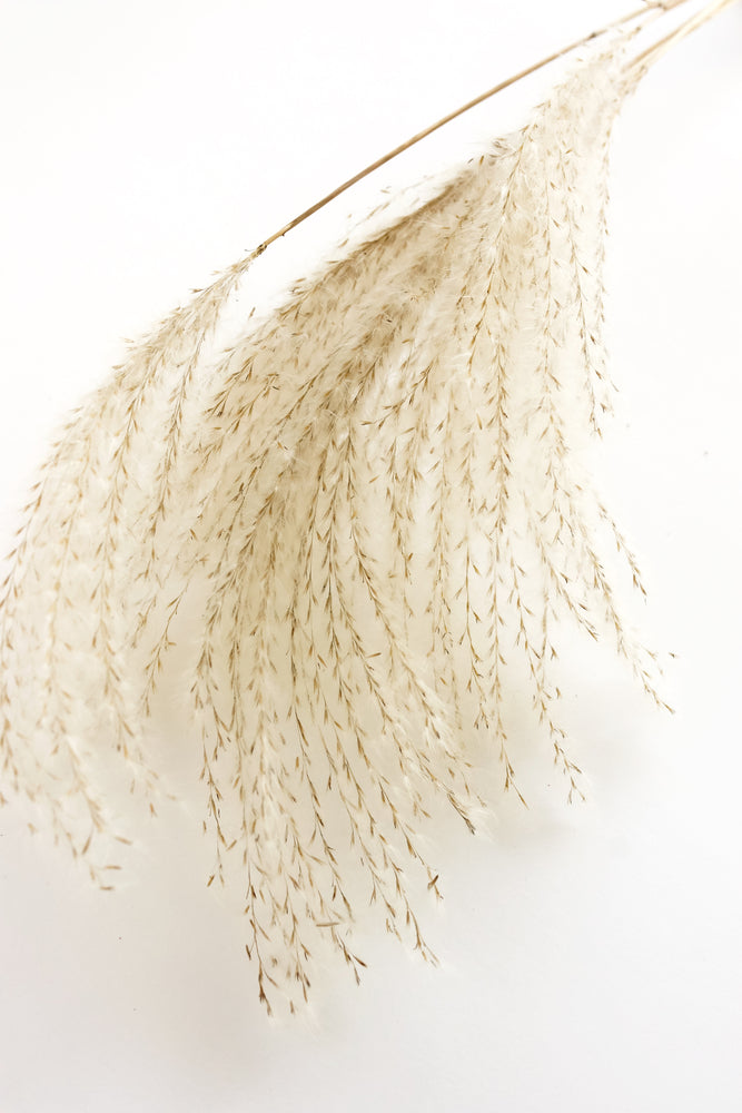 Grass Closeup Photograph Print 100% Australian Made