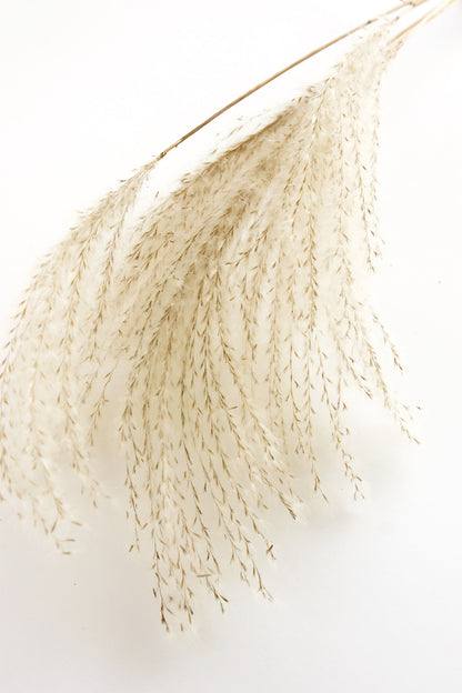 Grass Closeup Photograph Print 100% Australian Made