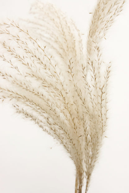 Grass Closeup Photograph Print 100% Australian Made