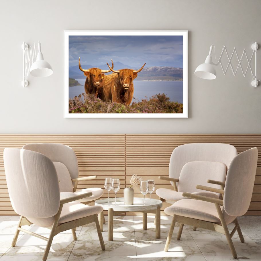 Highland Cows on Field Photograph Home Decor Premium Quality Poster Print Choose Your Sizes