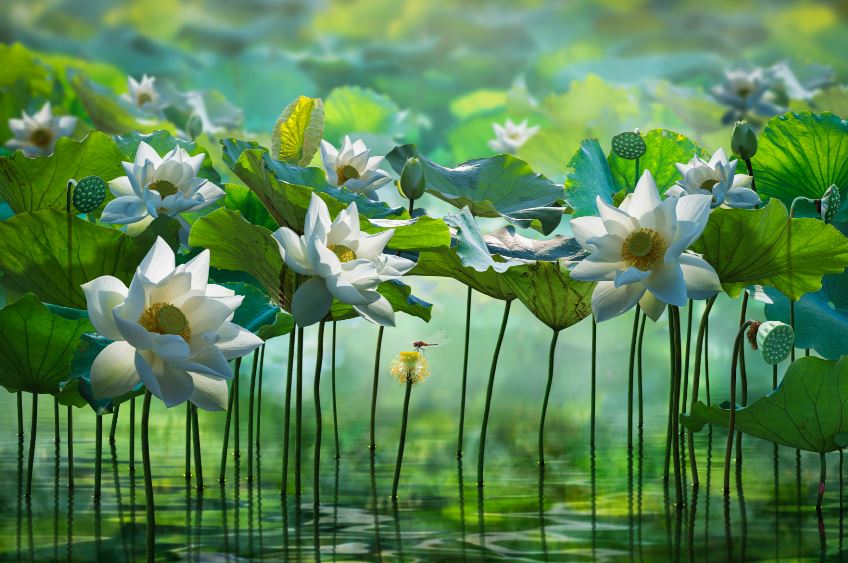 White Lotus Flowers on a Lake Digital Art Print 100% Australian Made