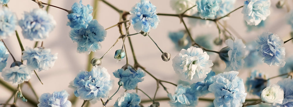 Panoramic Canvas White & Blue Flower Tree Photograph High Quality 100% Australian made wall Canvas Print ready to hang