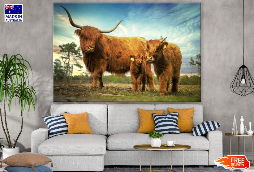 Highland Cow Family Photograph Print 100% Australian Made