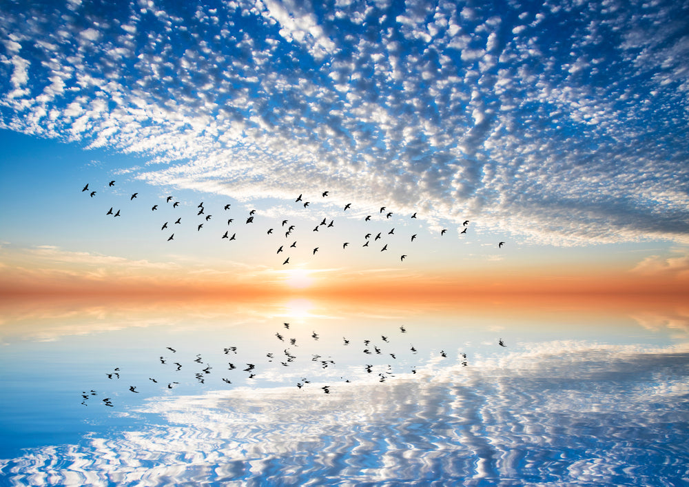Bird Flying Over Sea Photograph Print 100% Australian Made