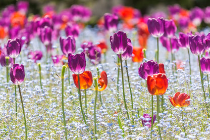 Tulip Flowers Field Photograph Print 100% Australian Made