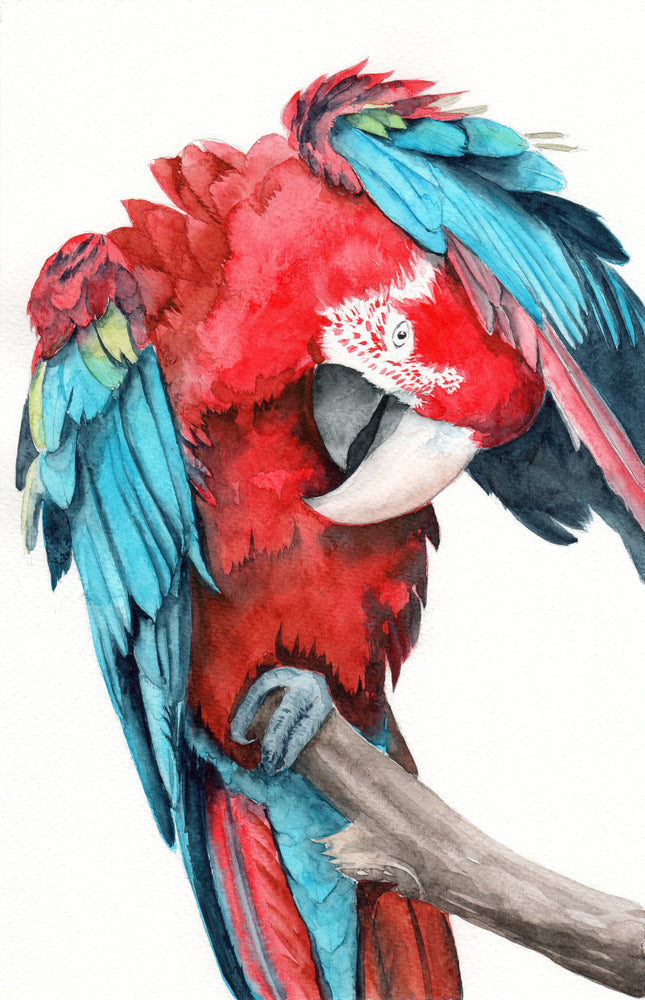 Colorful Parrot Watercolor Painting Print 100% Australian Made