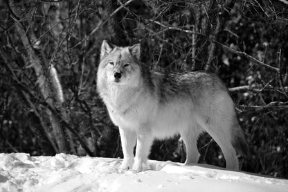 Wolf in Forest B&W Photograph Home Decor Premium Quality Poster Print Choose Your Sizes