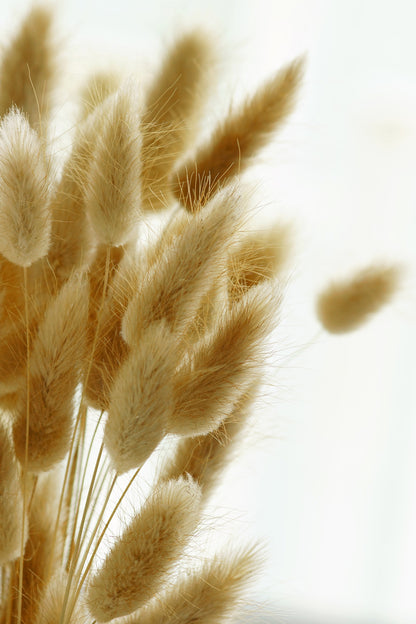 Dry Flower Closeup Photograph Home Decor Premium Quality Poster Print Choose Your Sizes