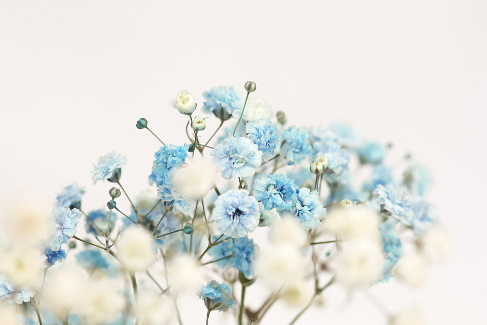 White & Blue Flowers Closeup Photograph Home Decor Premium Quality Poster Print Choose Your Sizes