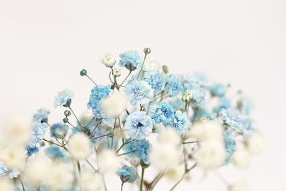 White & Blue Flowers Closeup Photograph Home Decor Premium Quality Poster Print Choose Your Sizes