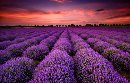 Lavender Field Scenery Photograph Home Decor Premium Quality Poster Print Choose Your Sizes