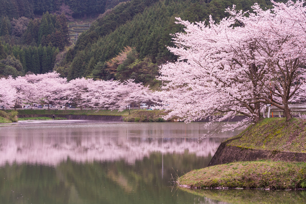 Lake & Blossom Trees Photograph Home Decor Premium Quality Poster Print Choose Your Sizes